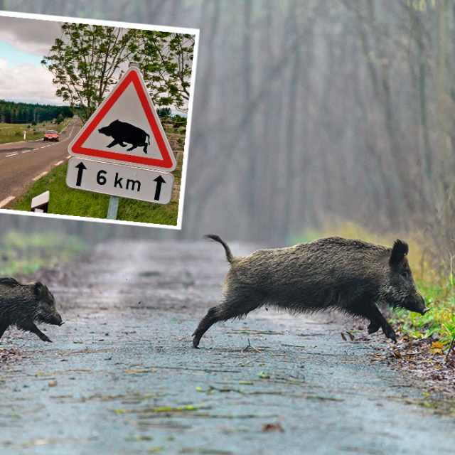 Divlje životinje na cesti