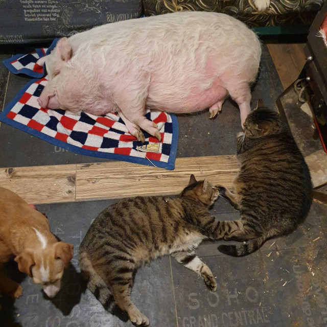 Svinja Rozika voli sve životinje