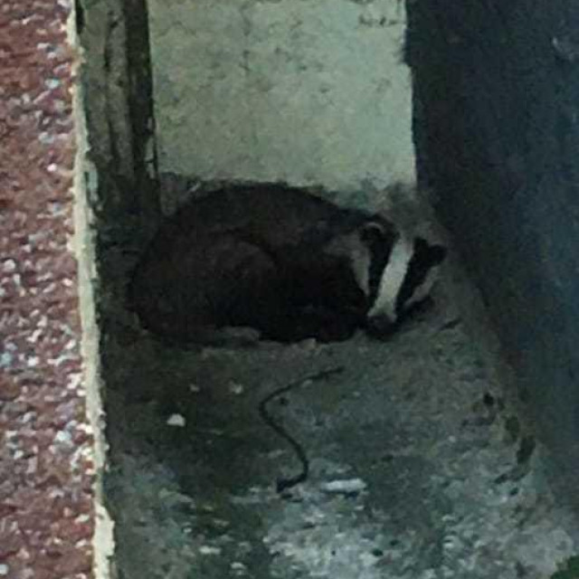 Jazavac na Srebrnjaku