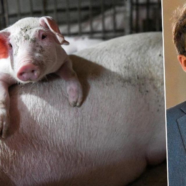 Ilustracija svinje i znanstvenik Nenad Šestan