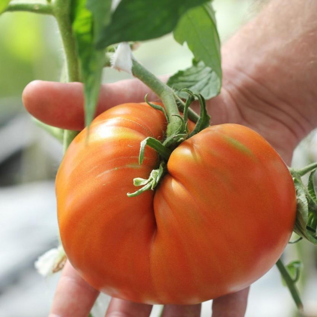 Velika rajčica/Ilustracija