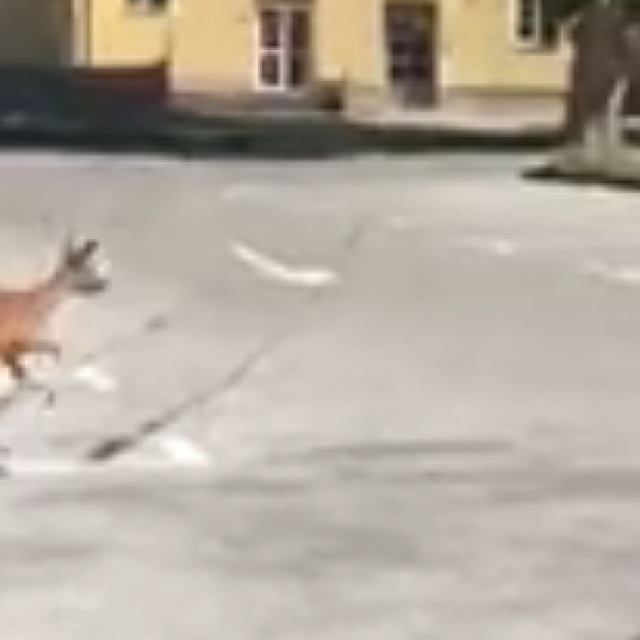 Uplašena srna trči dvorištem pravosudnog kompleksa u Zagrebu