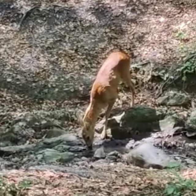 Srna koja je protrčala kroz pravosudni kompleks u Zagrebu puštena je u divljinu