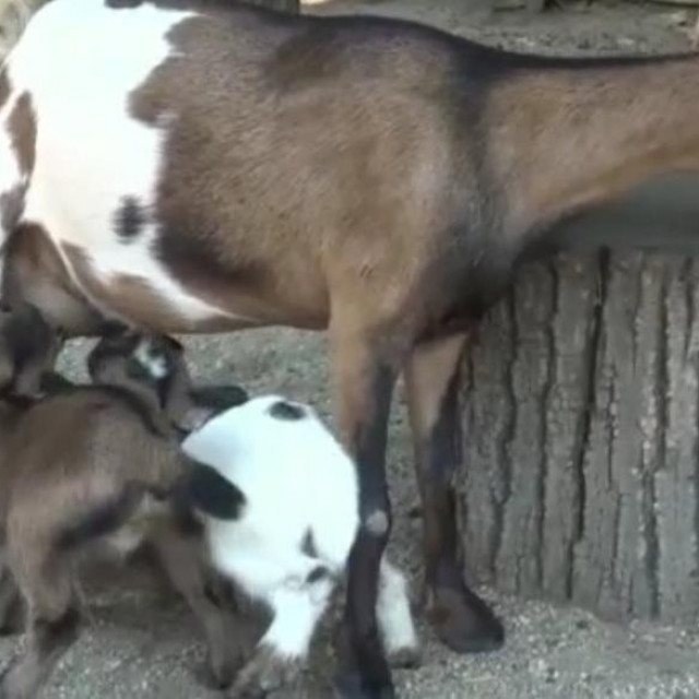 Kozlići sa svojom majkom