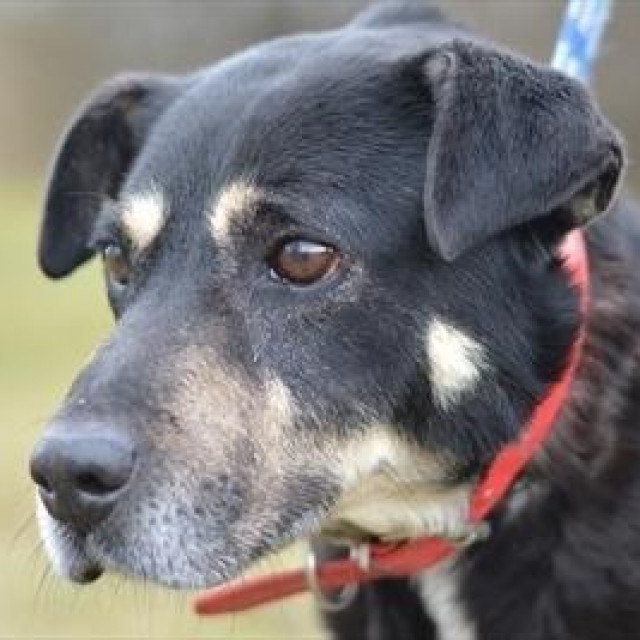 Kujica Ozora ima deset godina
 