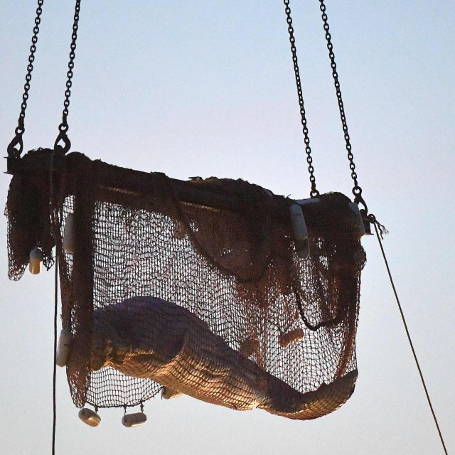 Nesretna beluga umrla je u ovoj mreži, na putu do mora