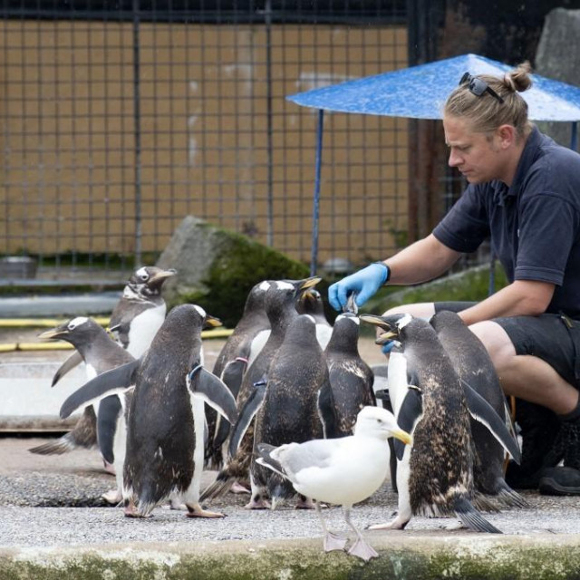 ilustrativna fotografija pingvina u zoološkom vrtu u Edinburghu