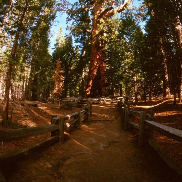 Sekvoja Grizzly Giant