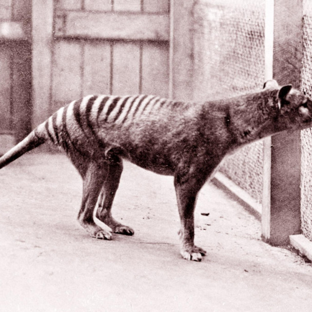 Tasmanski tigar