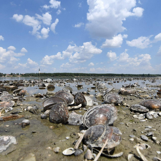 Dunav kod Novog Sada