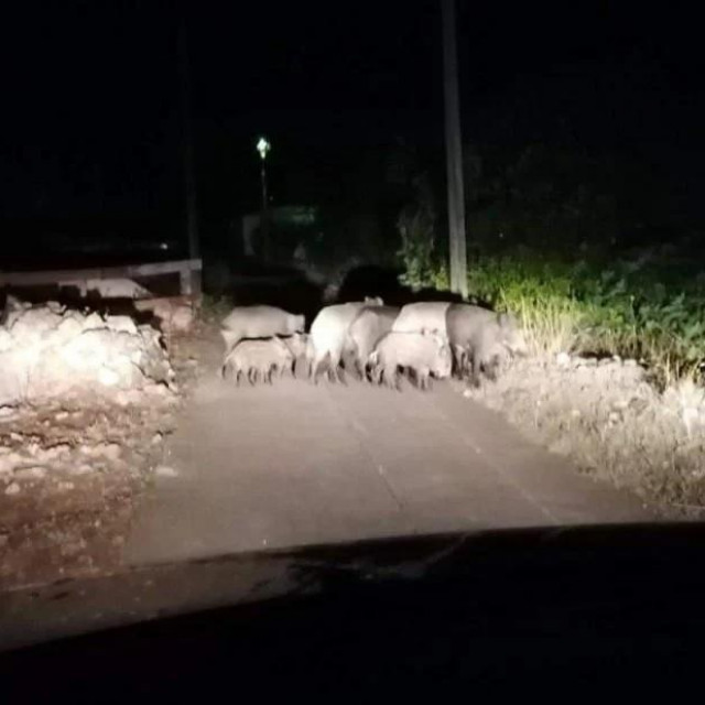 Divlje svinje na Molatu