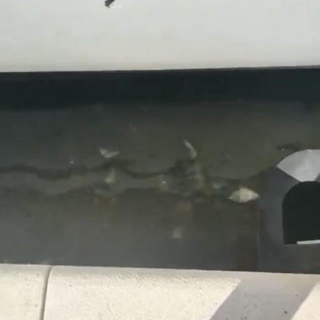 Fekalije u luci u Splitu