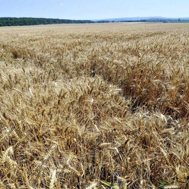 Polje pšenice/Ilustracija