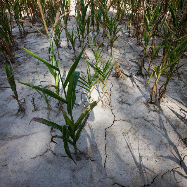 Suša u Hrvatskoj, ilustracija