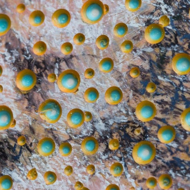 Fotografija: Mitar Matić