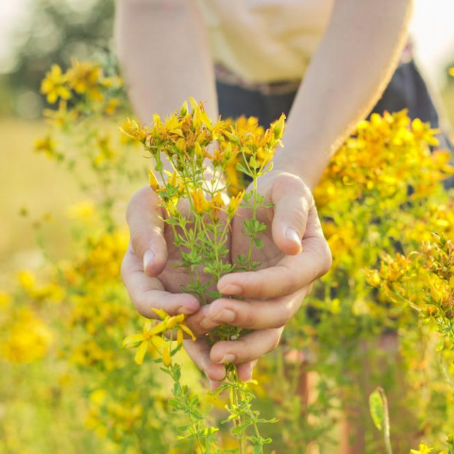 Medicinal herbs growing in wild meadow. Yellow blooming St. John‘s wort hypericum in girls hand. Natural herbal medicine, ecology, summer season