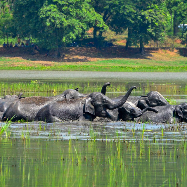 A herd of wild Asiatic elephants bathe in a wetland on the outskirts of Guwahati, on August 21, 2022. (Photo by Biju BORO/AFP)