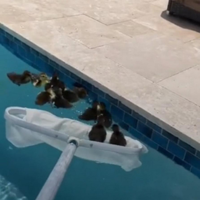 Spašavanje pačića