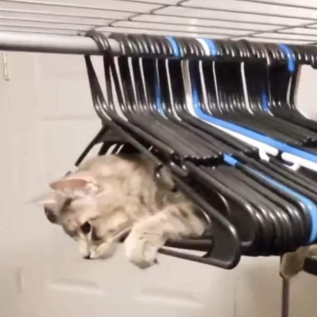 Mačka u vješalicama