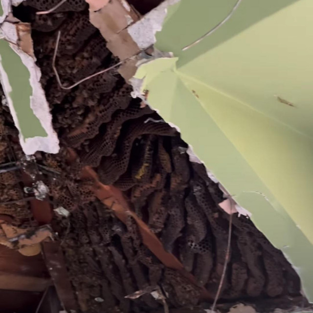 PčeleInstagram Screenshot