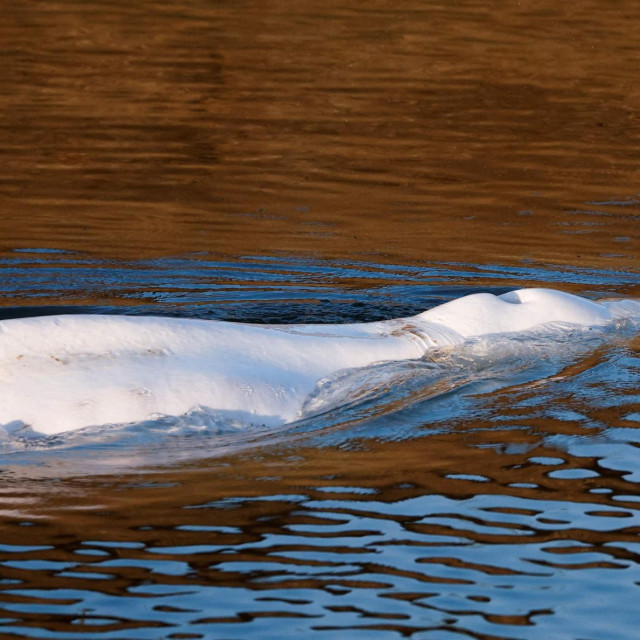 Beluga u Seini