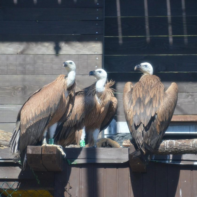 Supovi koji su trenutno na liječenju