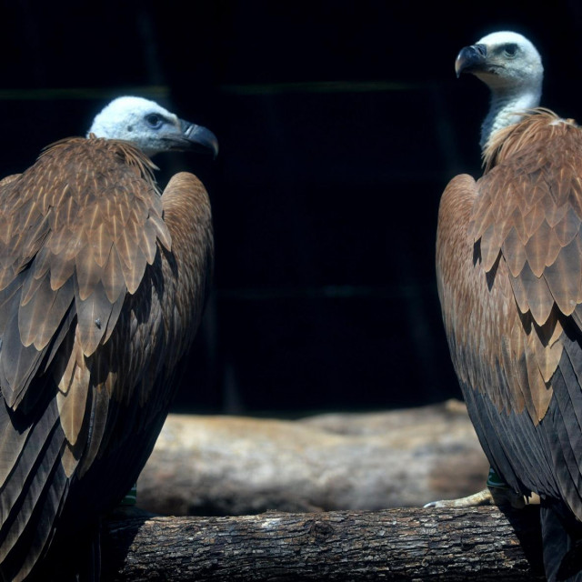 Supovi na oporavku na Cresu



 