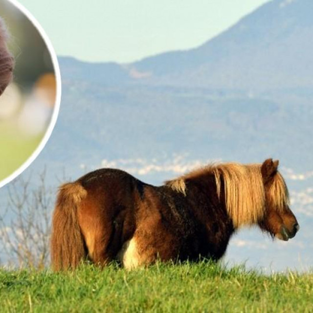 Ursula von der Leyen i poni