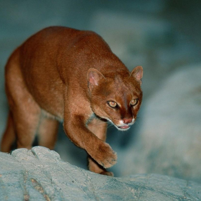 Jaguarundi