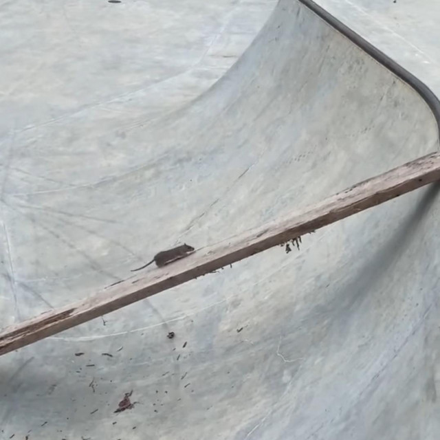 Štakor u skate parku