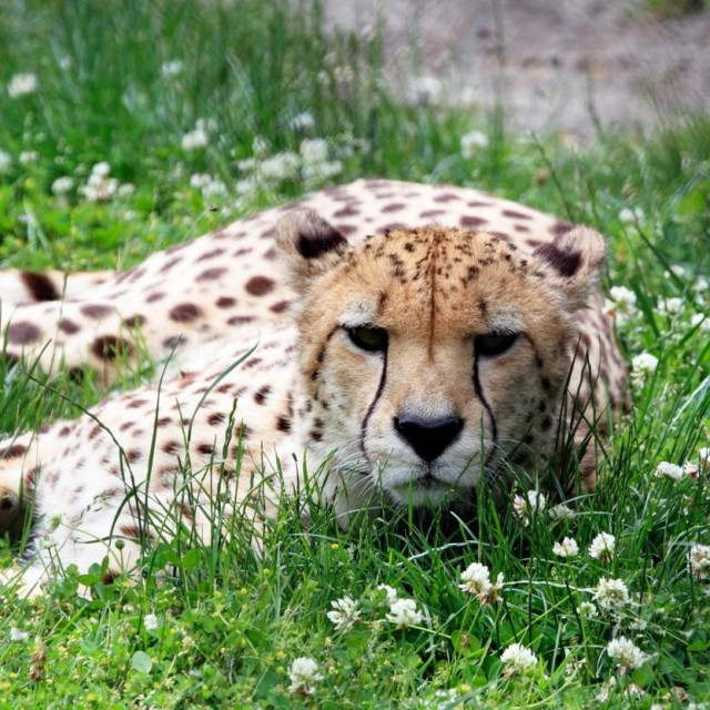 Gepard
