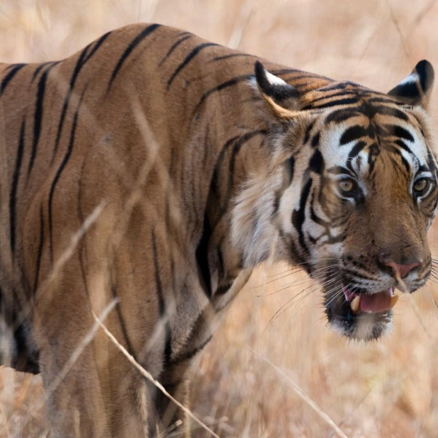 Tigar snimljen u rezervatu Bandhavgarh

 