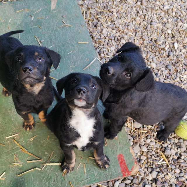 Štenci iz Azila Osijek