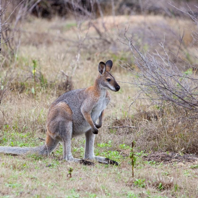 Sivi klokan; ilustracija