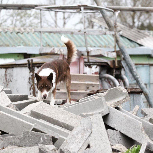 Potražni pas na ispitu