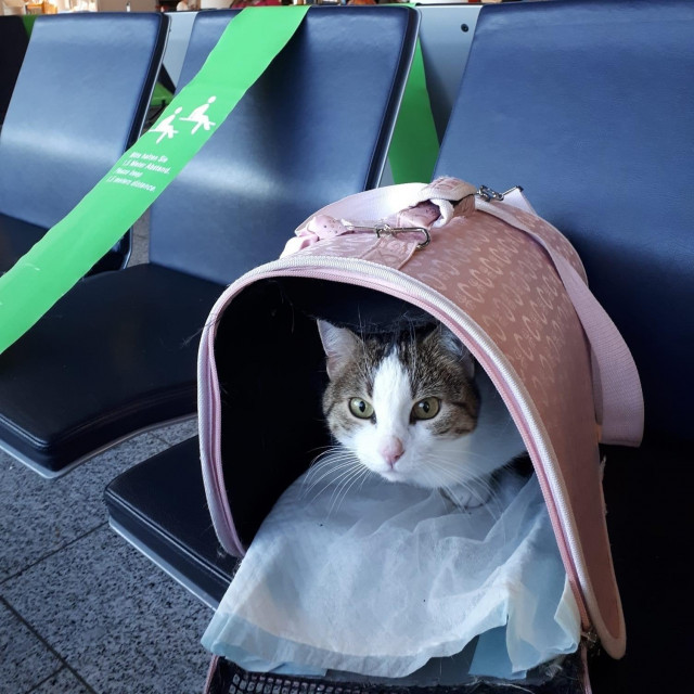 Mačka na putu za Poljsku