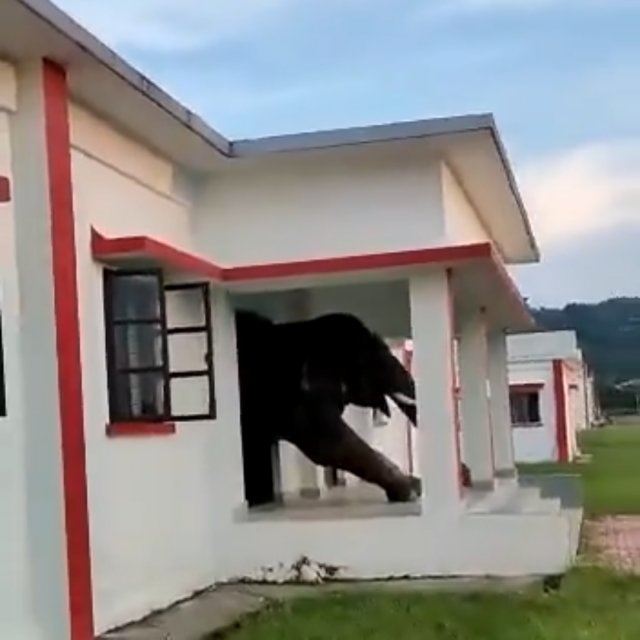 Slon izlazi iz kuće