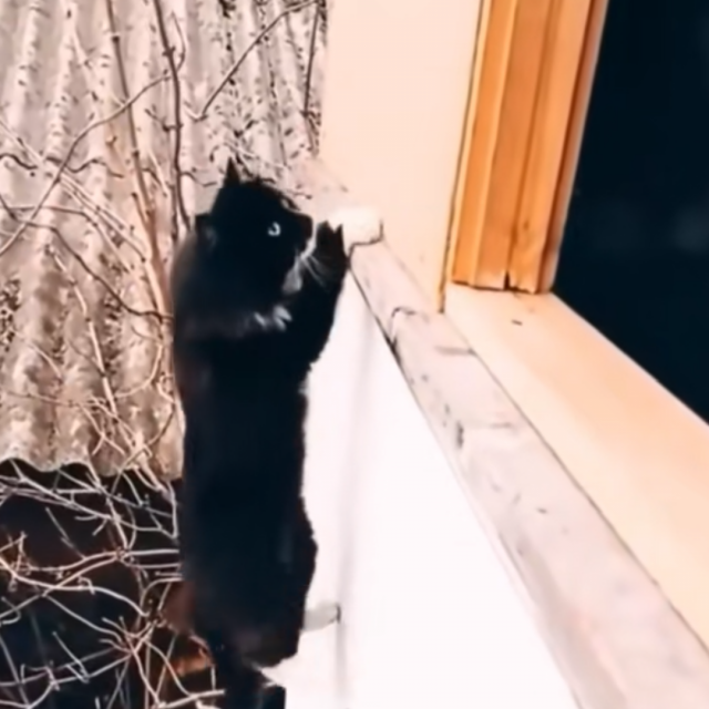 Mačka se penje na prozor