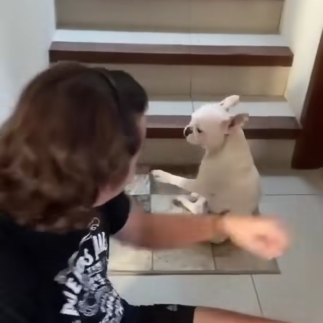 Pas i vlasnik plešu