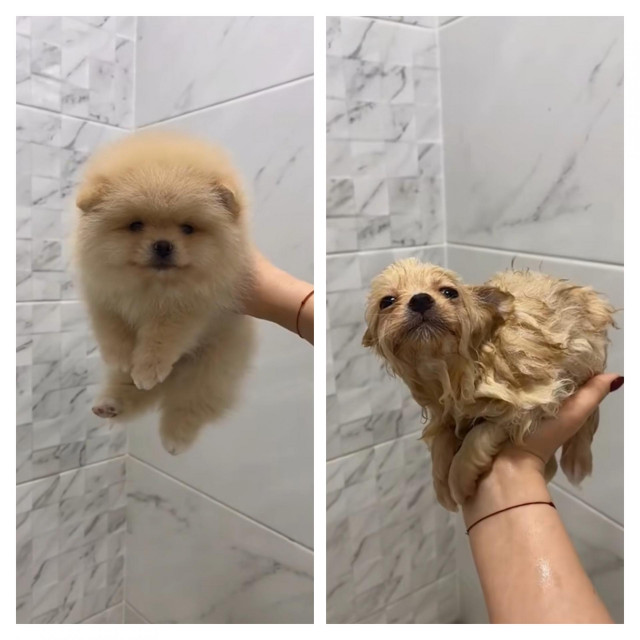 Pas prije i poslije kupanja