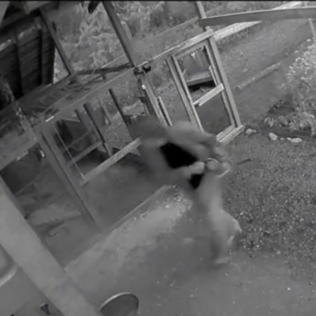 Susret čovjeka i medvjeda
TikTok screenshot