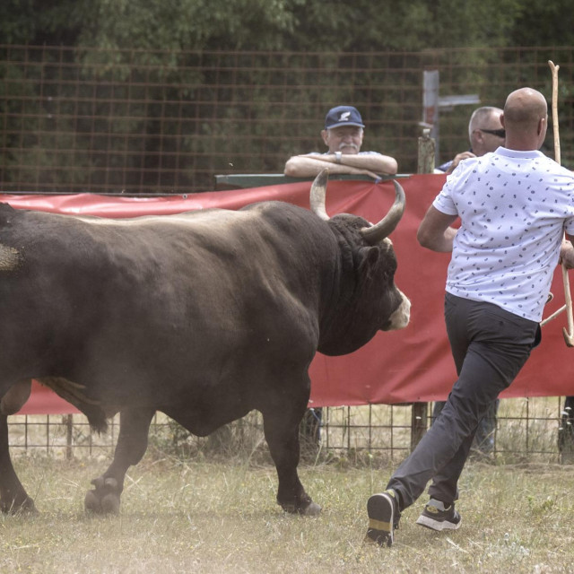 Radosic, 130621
29.Bikijada i Seoska olimpijada.
Na fotografiji: Borba bikova Macana i Rokija.