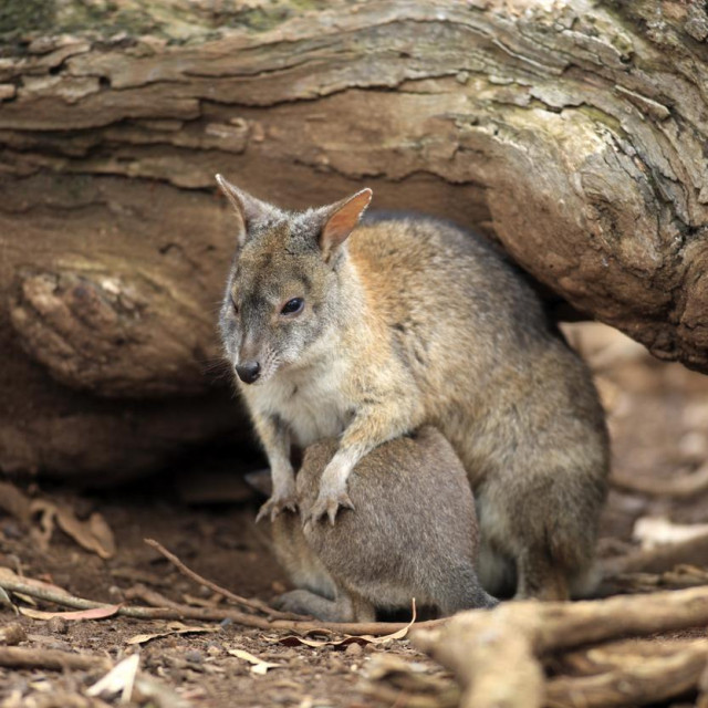 Parmski wallaby