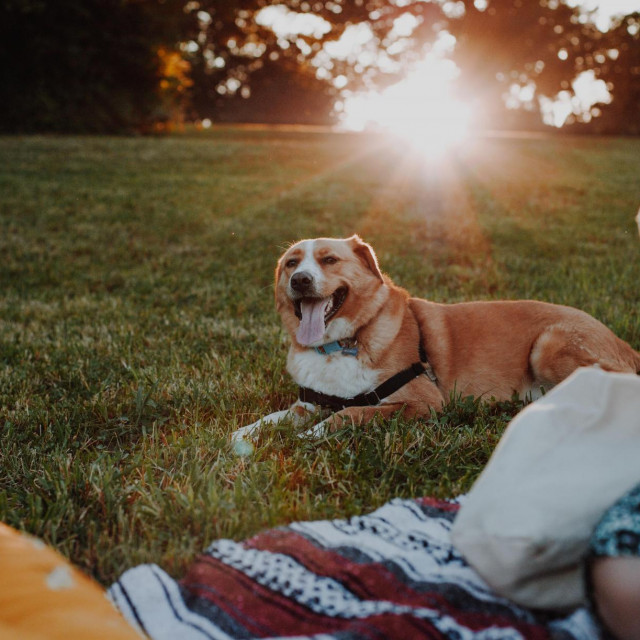 Vege sajam na Bundeku