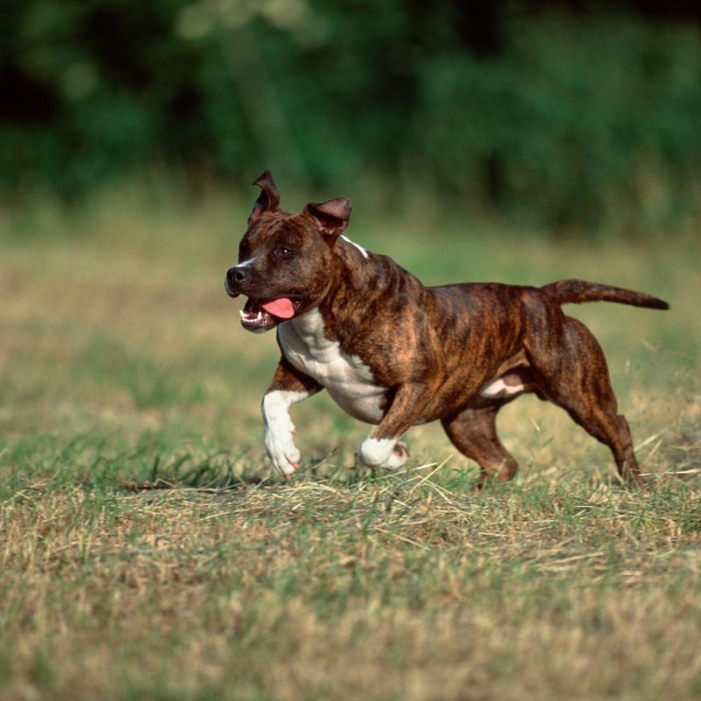 Ilustrativna fotografija američkog stafordskog terijera