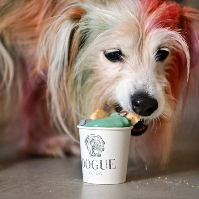 Pas MJ uživa u dogguccinu 

 