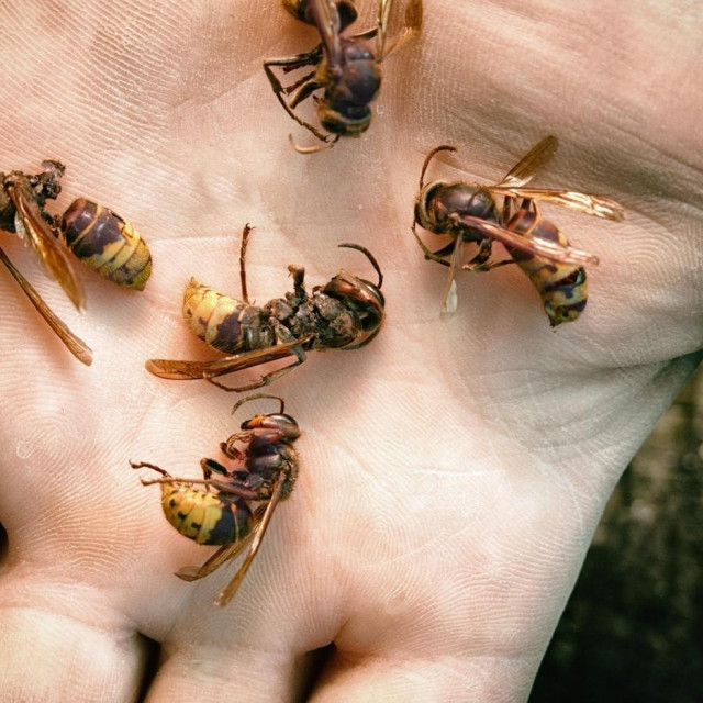 Stršljenovi/Ilustracija