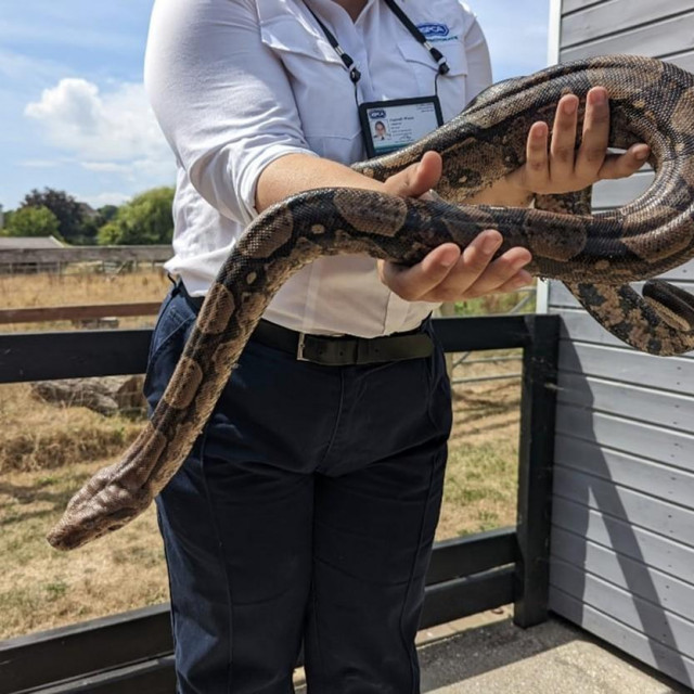 Boa constrictor, ilustracija