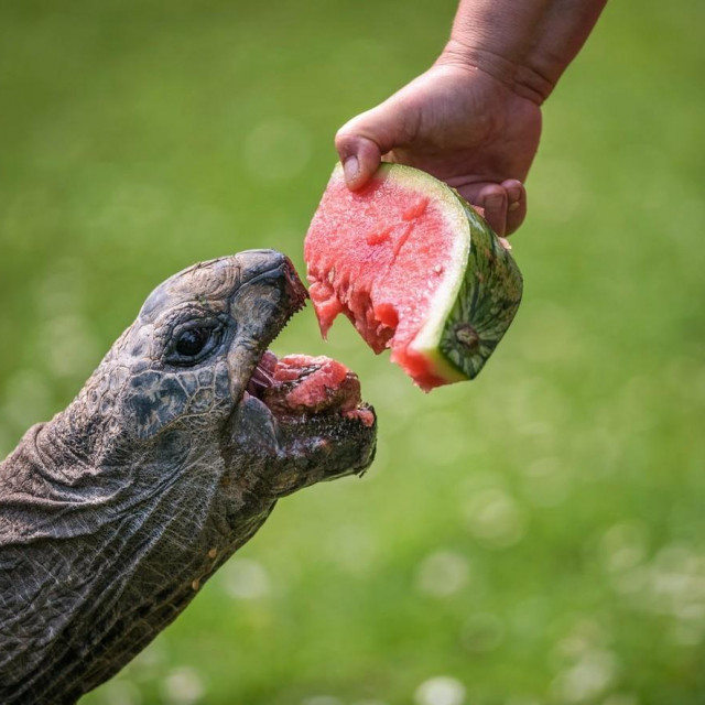 Galapagoška kornjača
