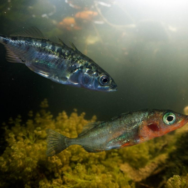 Gasterosteus gymnurus